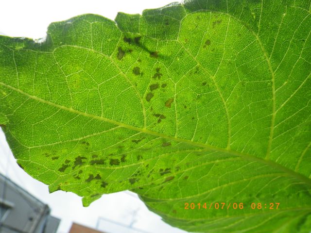 ヒマワリにつく害虫 小さな虫 羽虫 斑点などの病気 アイジーコンサルティング大宮店公式ブログ 埼玉県のシロアリ予防 シロアリ駆除 屋根外壁塗装 住宅点検の老舗 支えます あなたの夢と大切な家族